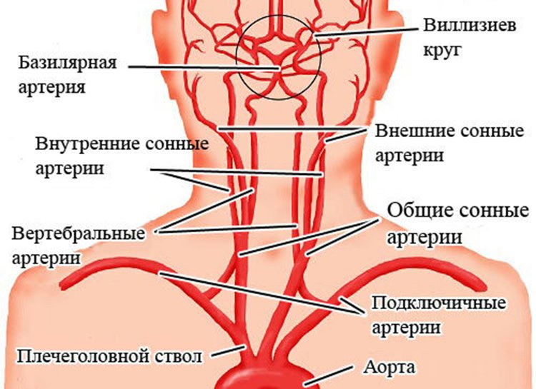 УЗИ брахиоцефальных артерий (УЗДГ БЦА)